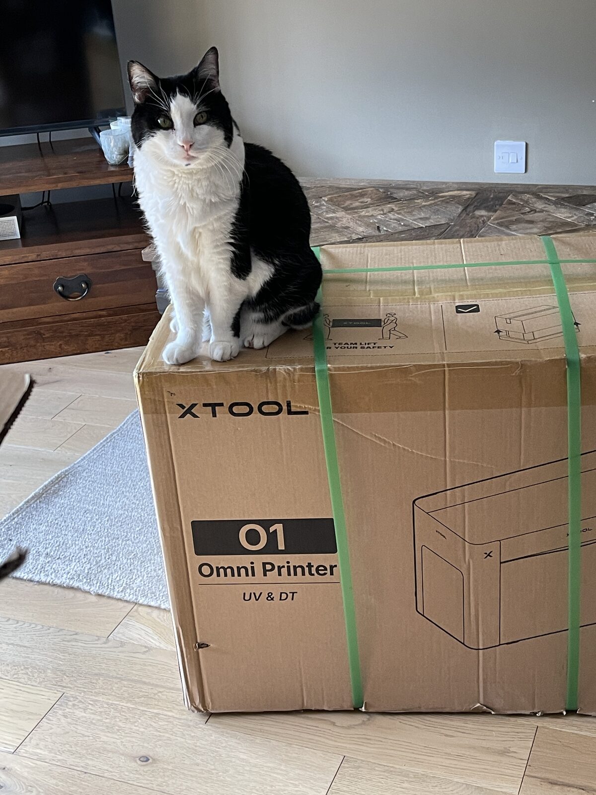 Black and white cat sitting on the xTool O1 Omni box